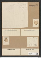 Diatomeae indet. Zeichnungen Sammlung Grunow Nr. 8210 (NHMW-BOT-W0377594)